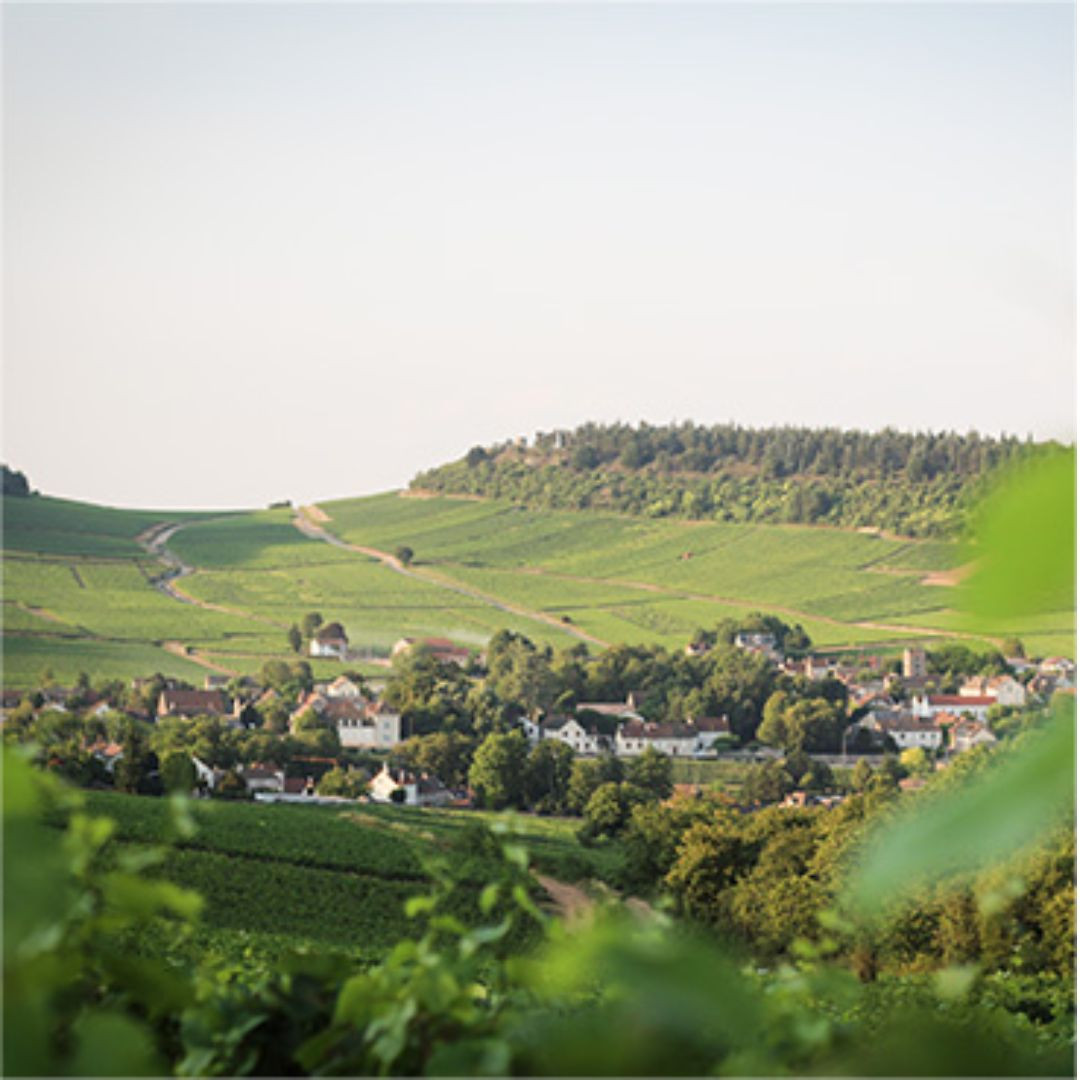 Domaine Tupinier Bautista